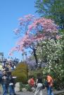 Cherry Blossom Festival, Brooklyn Botanical Gardens