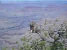 Squirrel at the Grand Canyon