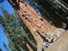 Giant Sequoia