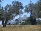 Olive trees framing [P]Ano Etali