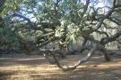 Angel Oak, SC