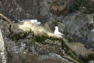 Fulmars Fulmars
